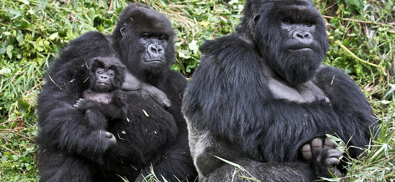 Fotó: hamarosan eltűnhetnek a hegyi gorillák Kongóból