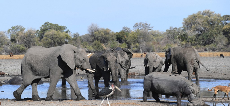 Megvan, mi okozhatta 11 fiatal elefánt halálát Zimbabwéban