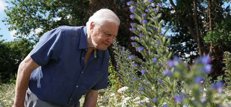 Sir David Attenborough: A világ rosszabb helyzetben lenne a történeteink nélkül