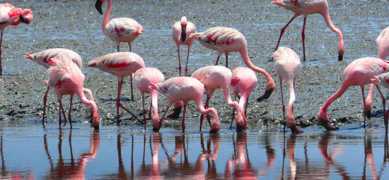 Azonos nemű flamingópár nevel fiókát a dél-nyugat angliai Paignton állatkertben