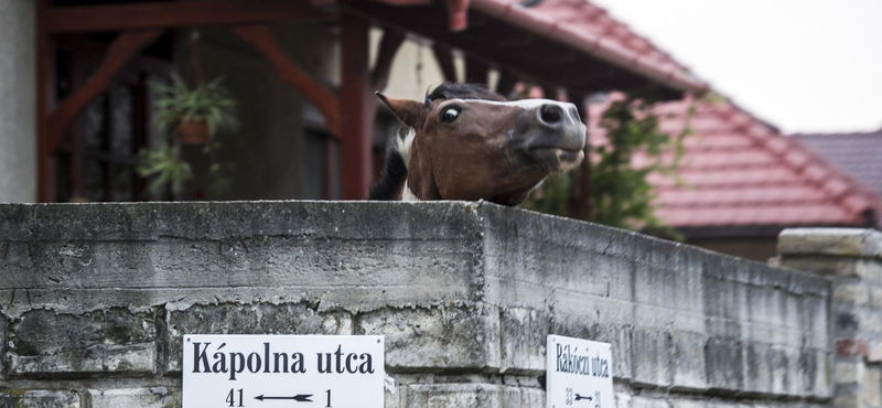 Lóadó, traktoradó, Simicska-adó: amikor meglódul a települések fantáziája