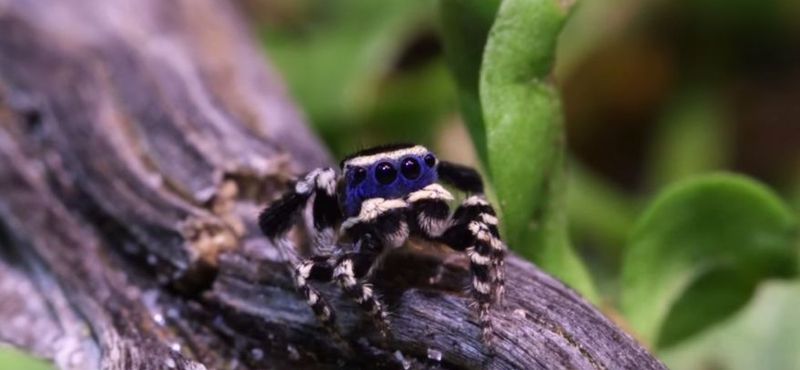 Pók, ami nem ijesztő? Ennek a nézése és a járása is aranyos – videó