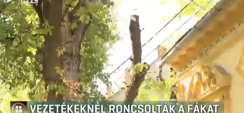 Vezetéknél roncsolták a fákat