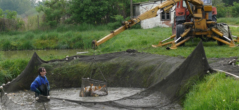 Több ezer ponty kapott új otthont a Tisza-tóban