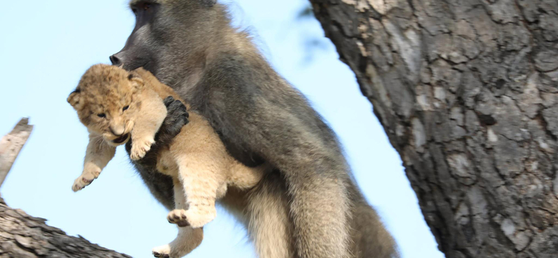 Oroszlánkölyköt lopott egy pávián Dél-Afrikában