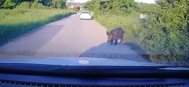 Kivédhetetlen volt a vaddisznógázolás Pomáz és Szentendre között – videó