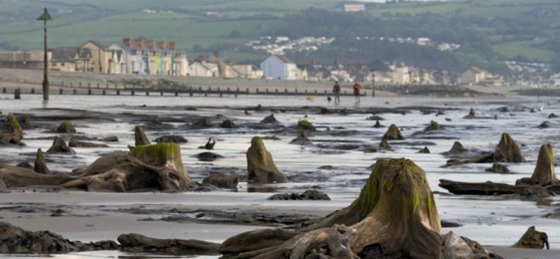 4500 éves erdő fái bukkantak fel a tengerből Wales partjainál