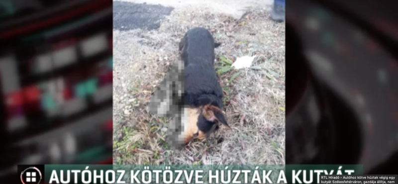 Autóhoz kötve húzta végig kutyáját Székesfehérváron egy férfi