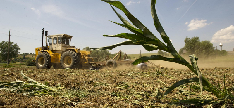 GMO: a kormány ragaszkodik a tilalomhoz, a brazil szóját ez nem izgatja