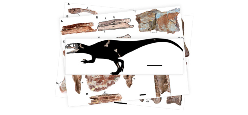 9 méter hosszú, 3,5 tonnás, cápafogú dinoszaurusz maradványait találták meg