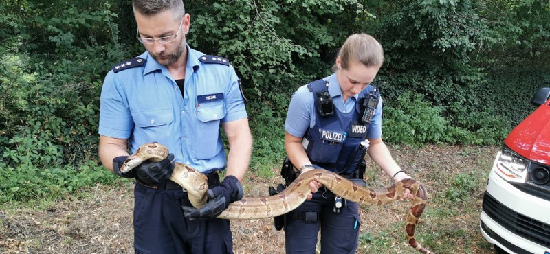 Óriáskígyót üldöztek egy német kisvárosban