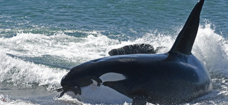 17 napig gyászolta borját a kardszárnyú delfin