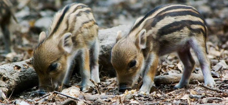 Strandolók szeme láttára végeztek ki egy vadmalacot a Balatonnál