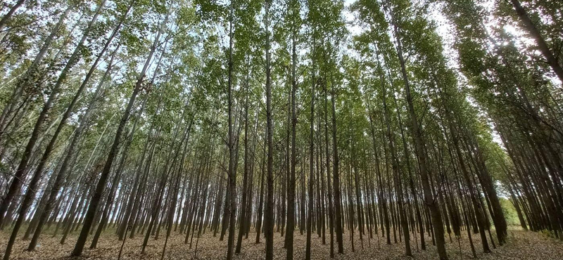 Tényleg erdőirtás folyik Solymáron? Az erdészet elmagyarázza, mi történik a Kerekhegy lejtőin