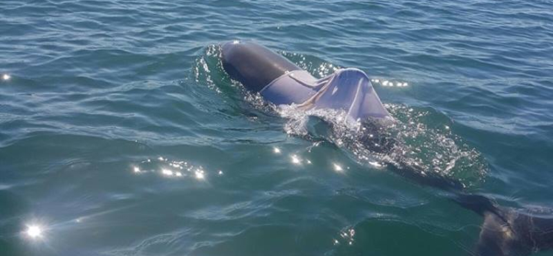 Fotó: Pólót adtak a delfinre, most keresik, hogy megmenthessék