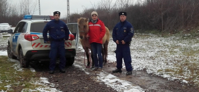 Ezt a lovat tegnap ellopták, de hamar megkerült