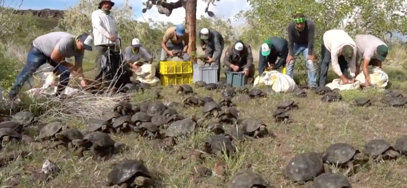 Videó: 155 fiatal óriásteknőst engedtek szabadon a Galápagos-szigeteken