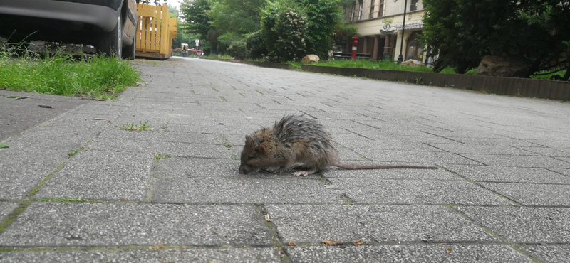 Ugyanaz a cég látja el mától a patkányirtást Budapesten, mint Tarlós főpolgármesterségének utolsó évében