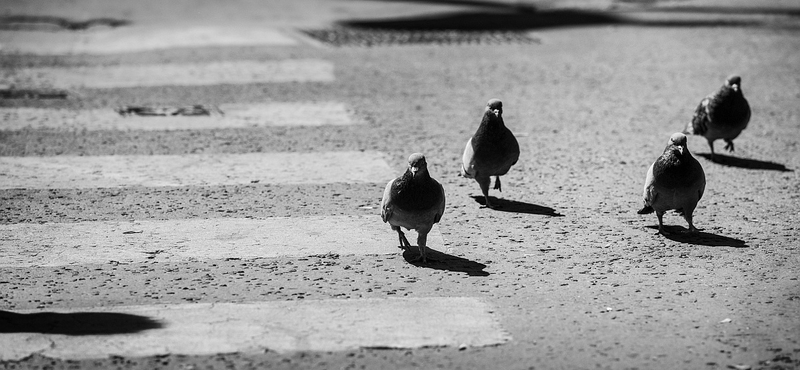 Mégis életben maradhat a fertőzésveszély miatt halálra ítélt galamb