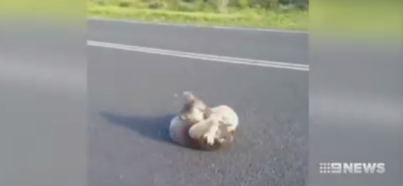 Nem épp cuki oldalukról mutatkoznak be ezek a koalák – videó