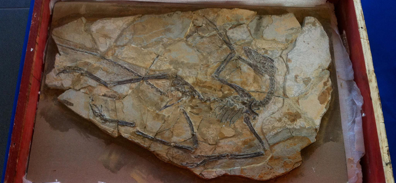 Ismeretlen gyík került elő egy Microraptor gyomrából