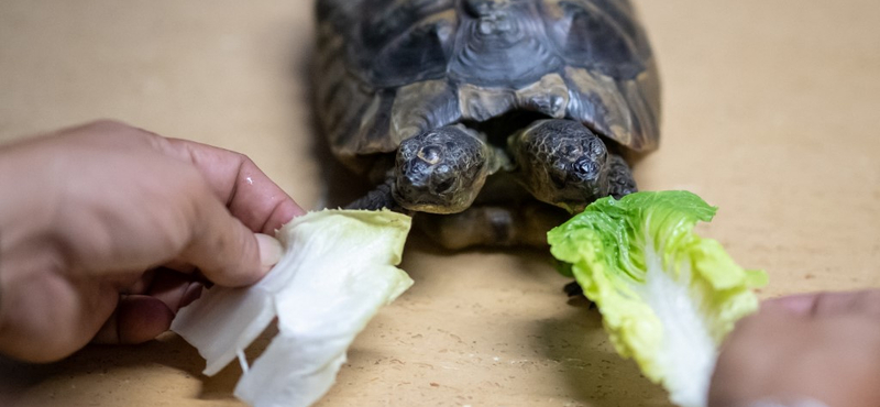 Huszonöt éves lett Janus, a kétfejű teknős