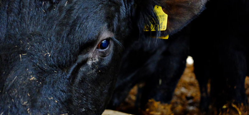 Gümőkóros szarvasmarhákat találtak egy magyarországi gazdaságban