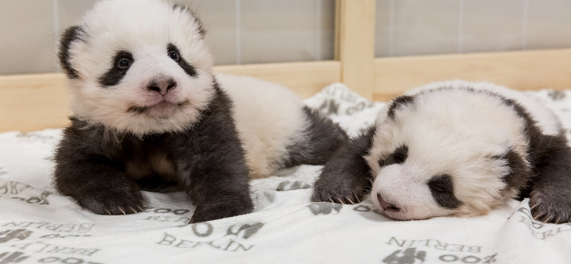 Mindenki odavan a berlini pandabocsokért – videó