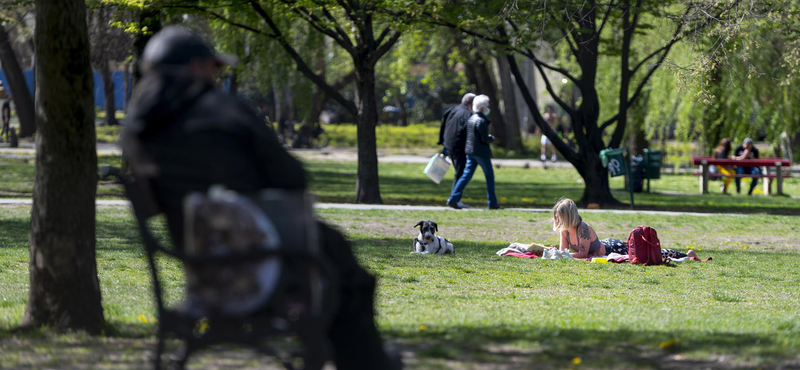 Paraffinolajos kezelésnek vetik alá a pesti parkok és fasorok fáit