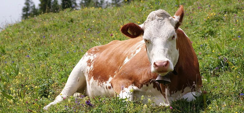 Tehéngázadóval küzd Dánia a klímaváltozás ellen