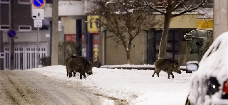 Országos gond lett, hogy vaddisznók garázdálkodnak a városokban