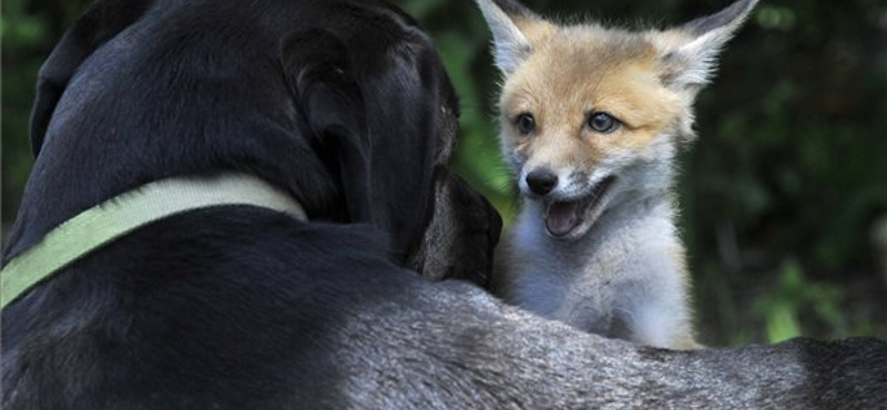 Pixi, a kisróka - ez a gyereknapi cukiságbomba