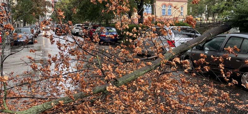 Fa dőlt az útra és egy autóra a XII. kerületben – fotó