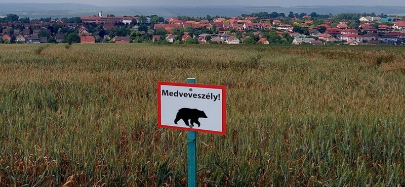 Medveveszélyre figyelmeztetnek Pest megyében