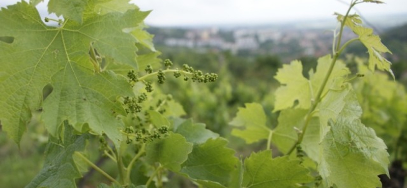 Szekszárdi a legszebb szőlőbirtok