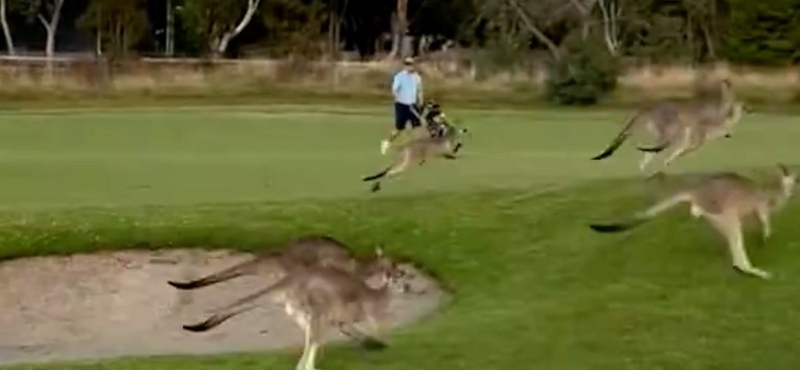 Kengurucsorda szakított félbe egy golfmeccset Ausztráliában – videó