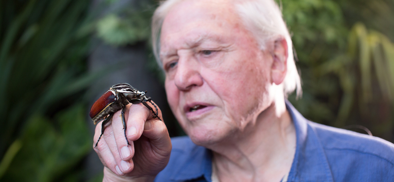 Érdemes lesz bekapcsolni a Spektrumot: 110 órányi lenyűgöző természetfilm jön David Attenborough 95. születésnapjára