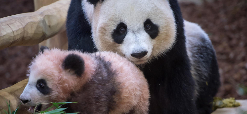 Szép is, jó is: jelentős gazdasági haszonnal jár a pandák védelme