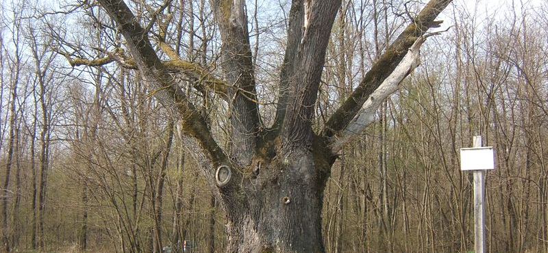Felgyújtották Patkó Bandi 300 száz éves, legendás fáját