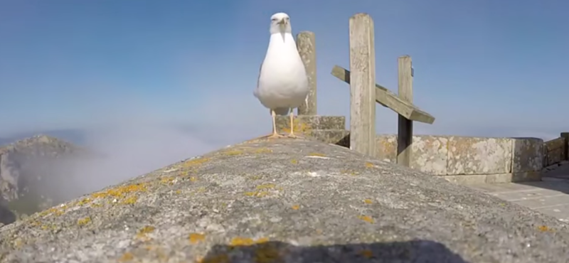 Jé, ez egy GoPro! - gondolta a sirály, és ellopta a kamerát