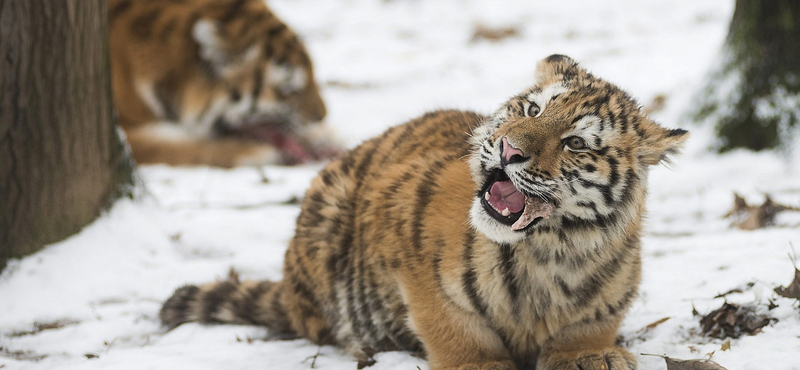 Fára mászott a tigris elől egy turista