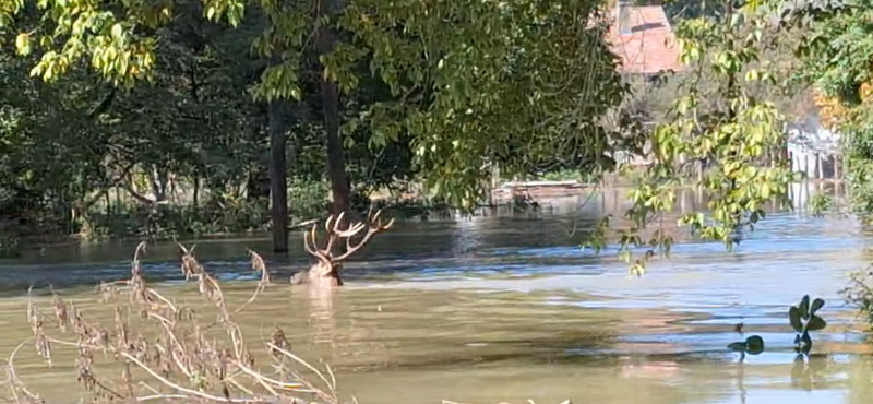 Az árvízben a vadmentő dombokhoz úszó szarvasokat videóztak Gemencen