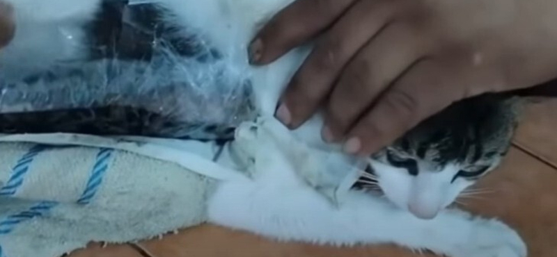 Drogcsempész macskát csíptek fülön egy Costa Rica-i börtönnél – videó