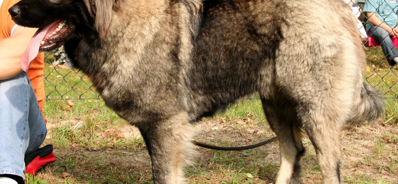 Kutyájával támadt hangoskodó gyerekekre egy nő