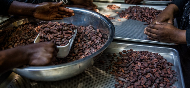 A csokoládégyártásnak is betehet az El Niño, történelmi rekordárat ért el a kakaó a szárazság miatt