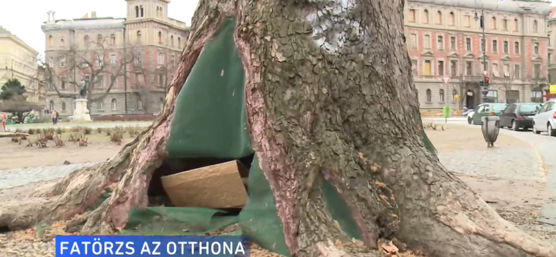 Egy fa törzsében él a budapesti hajléktalan, Péter