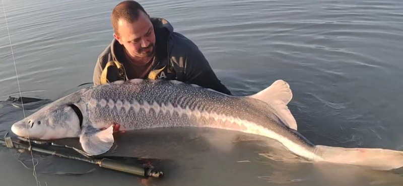 65 kilós fehér tokhalat fogtak ki egy baja horgásztóból – videó