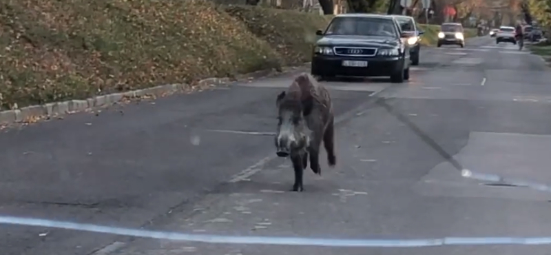 A forgalommal szemben rohangált egy vaddisznó a Római-parton – videó