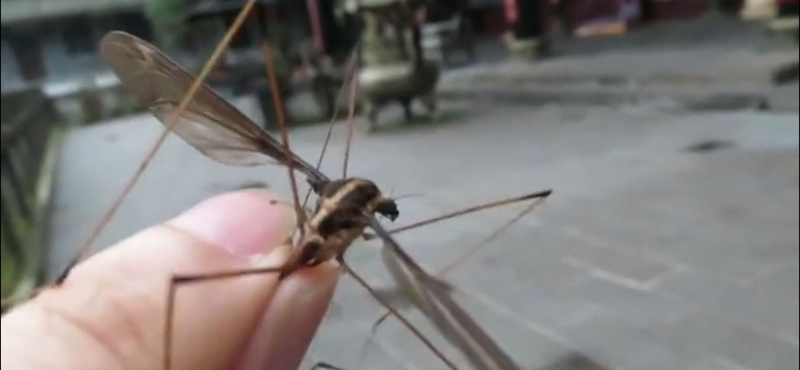 11 centis óriásszúnyogot találtak Kínában – videó