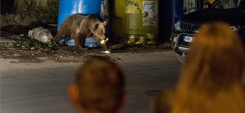 Ütött a román medvék és farkasok órája